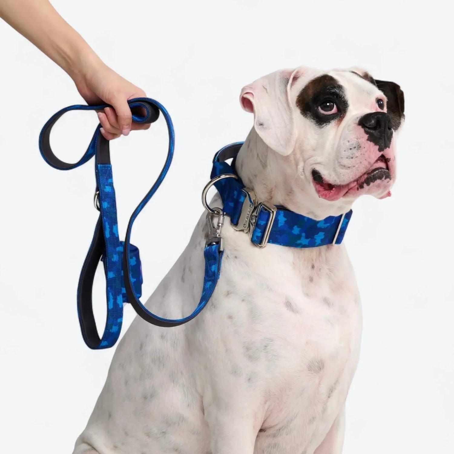 Dog Accessories (Collars/Harnesses/Leashes, Apparel/Gear, Identification, Travel/Safety)