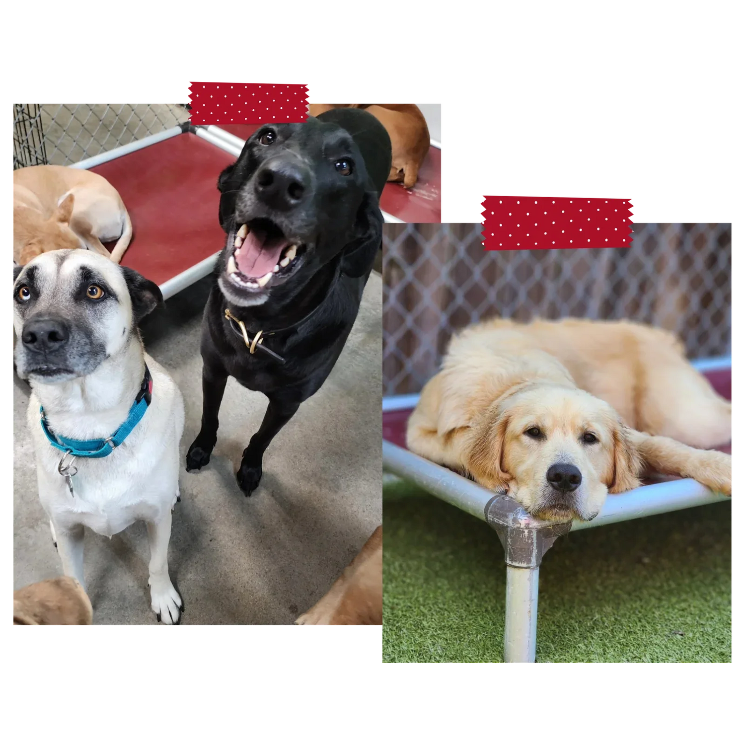 Dog Supplies/Accessories