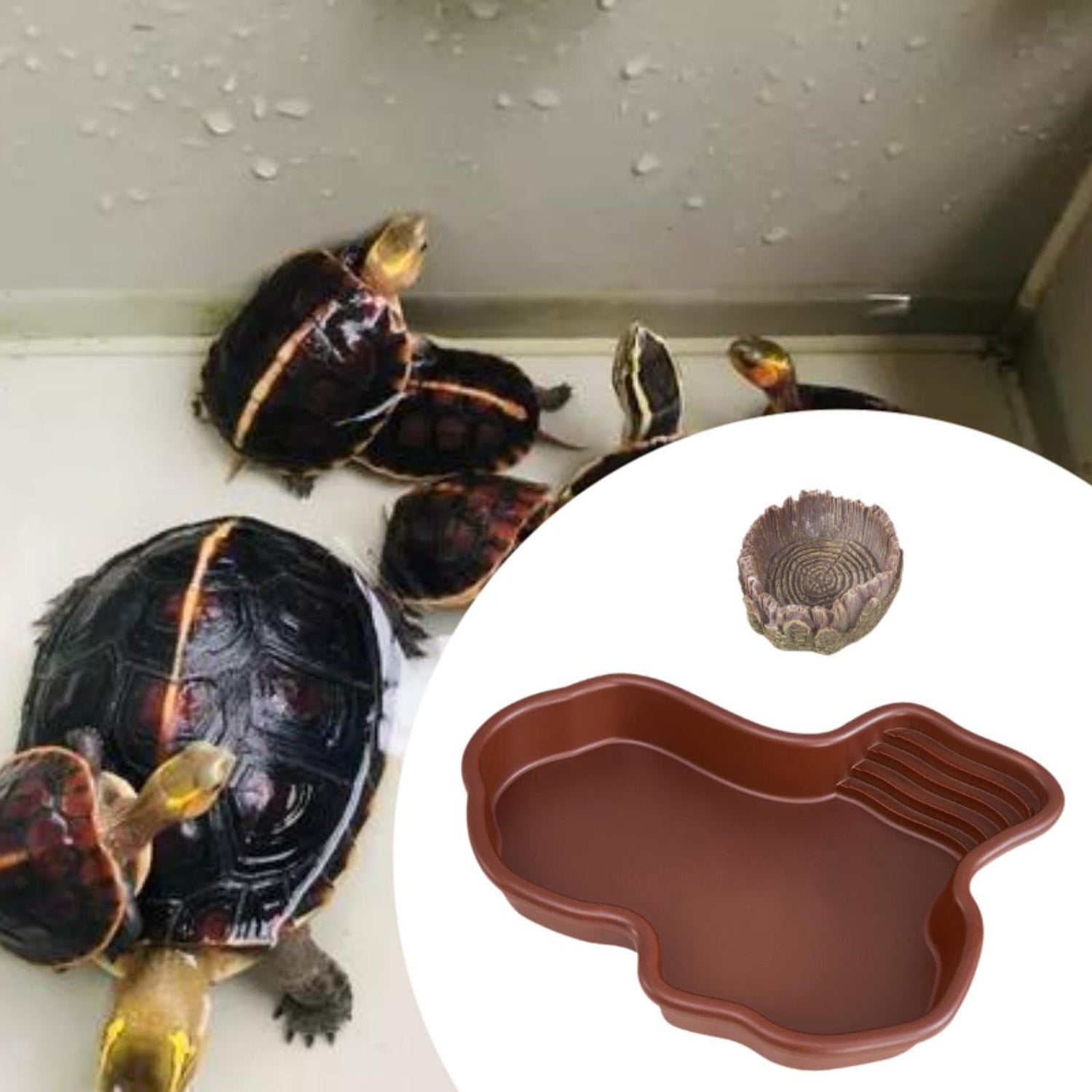 Turtles, Lizards, Snakes (Habitats/Enclosures, Heating/Lighting, Feeding, Cleaning, Maintenance)