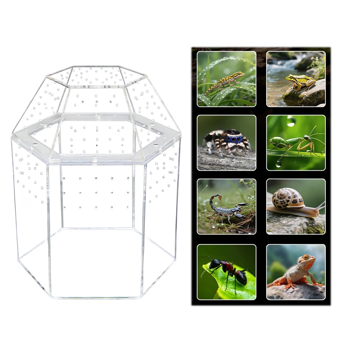 Jumping Spider Enclosure Acrylic Terrarium Habitat All-Side Ventilation Reptile Breeding Box Ventilated for Frog Crickets Snails